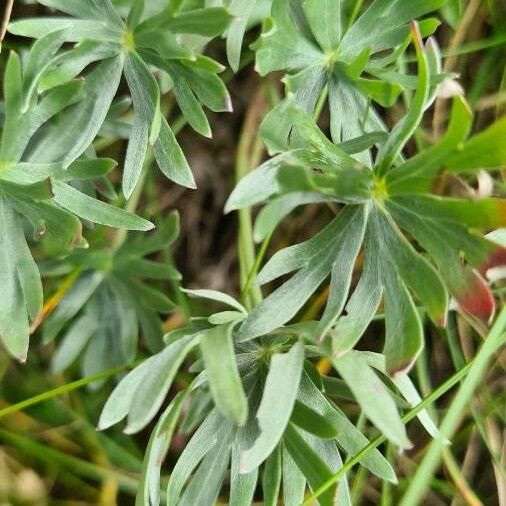 Geranium argenteum Лист