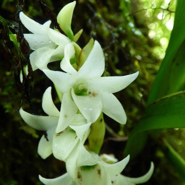 Angraecum bracteosum 花