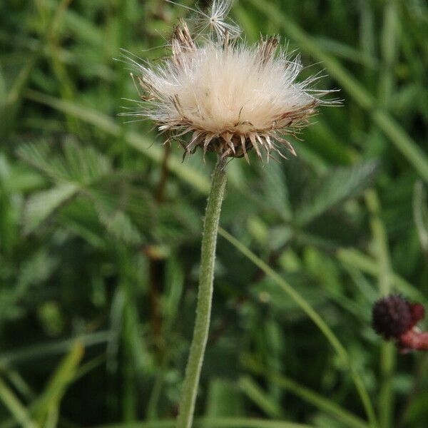 Cirsium dissectum फूल