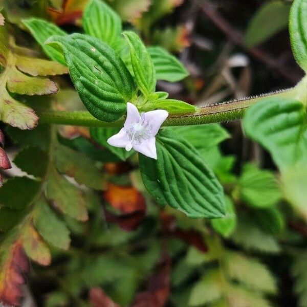 Spermacoce alata Bloem