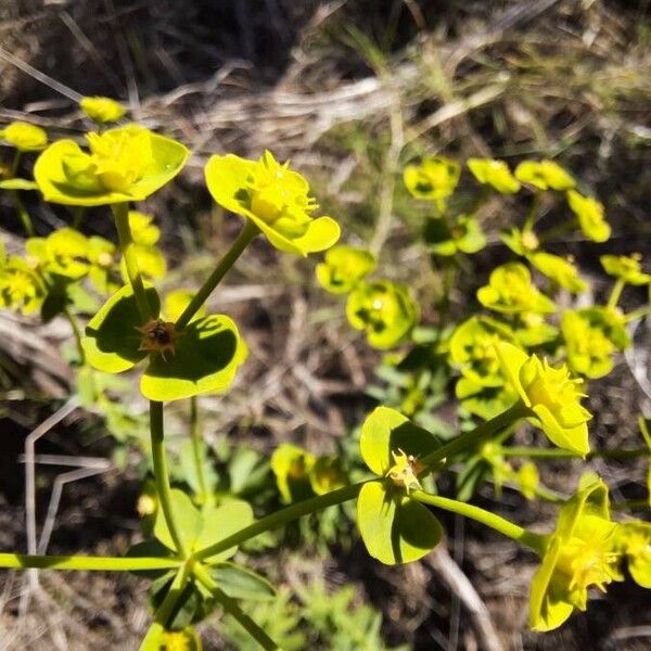 Euphorbia segetalis Blüte