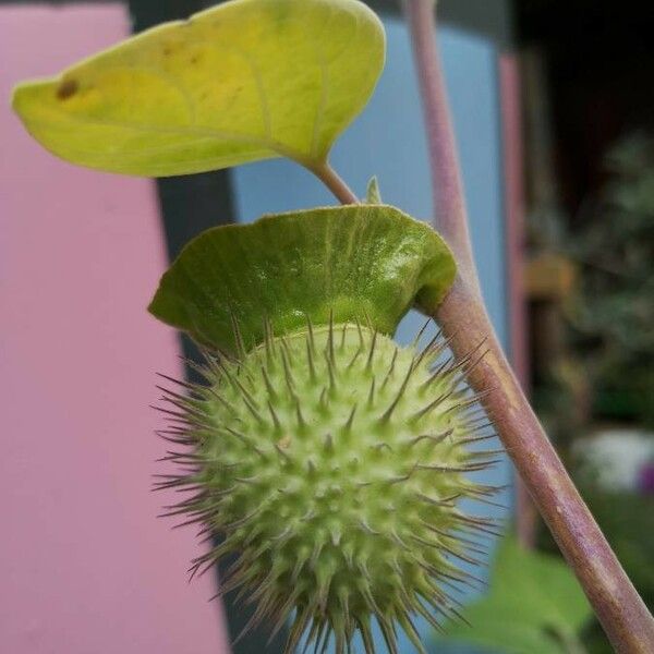 Datura innoxia Froito