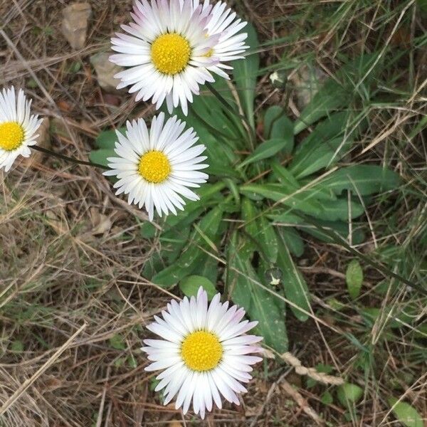 Bellis sylvestris Flower