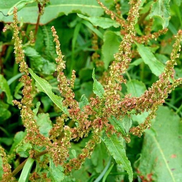 Rumex obtusifolius Sonstige