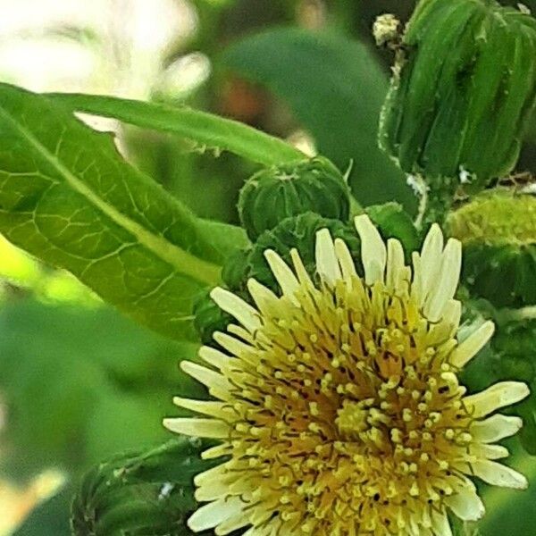 Sonchus oleraceus Kwiat