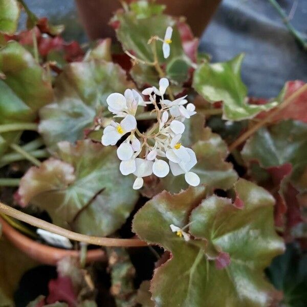 Begonia manicata Flors