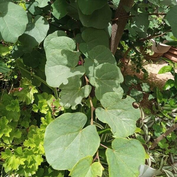 Cercis griffithii Leaf