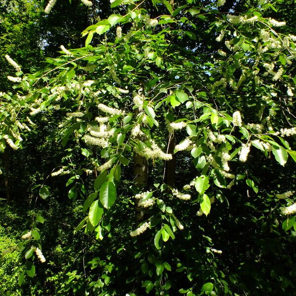 Prunus serotina Habit