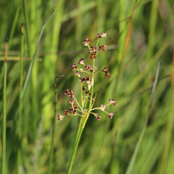 Juncus acutiflorus Lorea