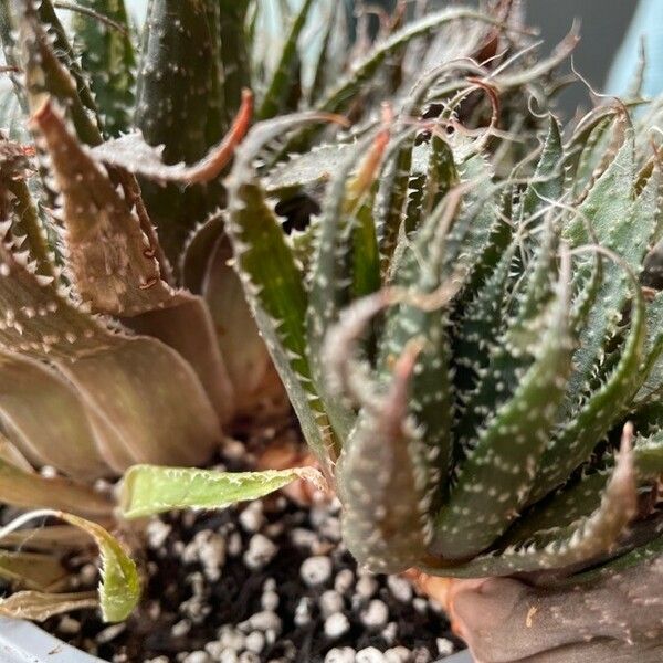 Aristaloe aristata 整株植物