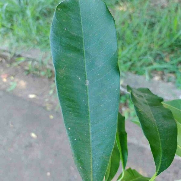 Chrysophyllum gonocarpum Leaf