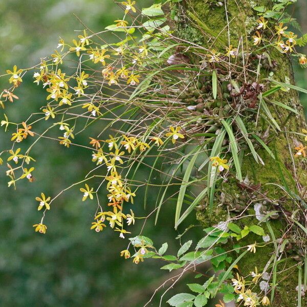 Encyclia tampensis Flor