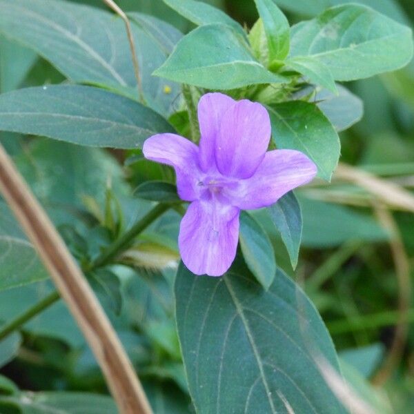 Barleria cristata Flower