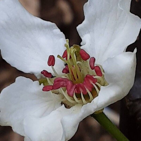 Pyrus pyrifolia Flower