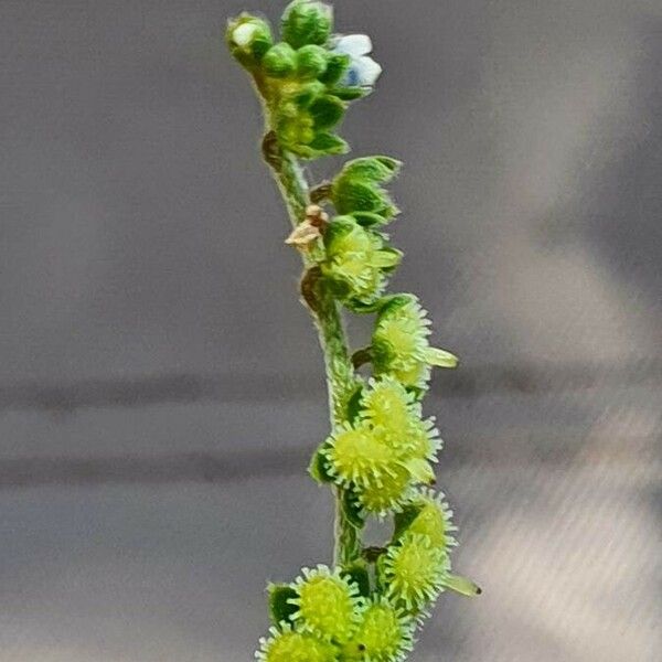 Cynoglossum lanceolatum 果實