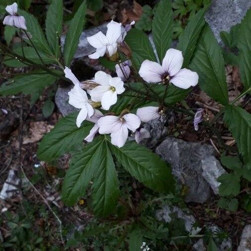 Cardamine heptaphylla Цвят