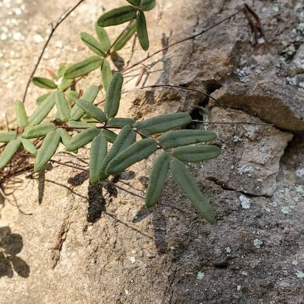 Hemionitis glabella Leaf