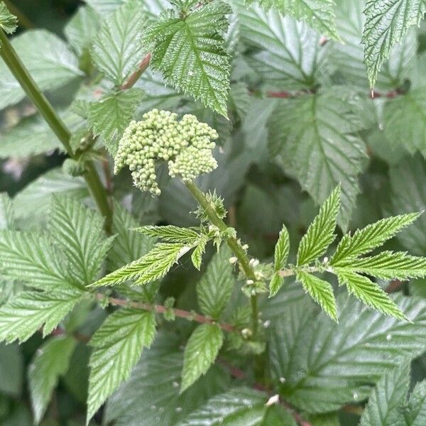 Filipendula ulmaria Цвят