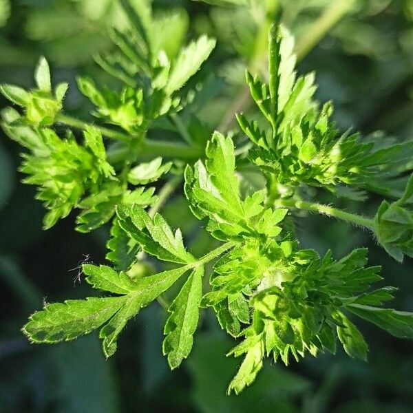 Potentilla supina Leaf