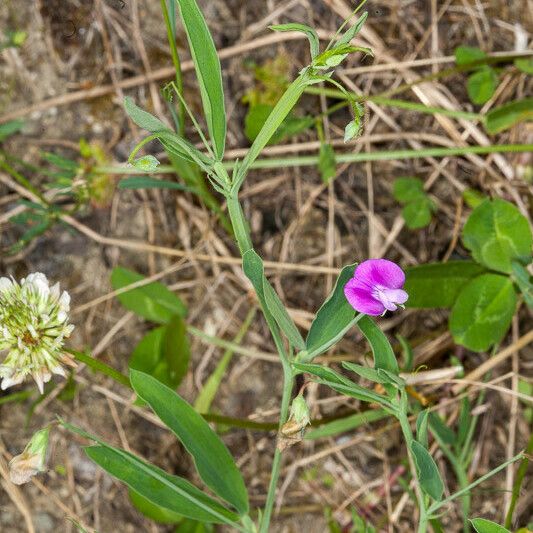 Lathyrus hirsutus Flower