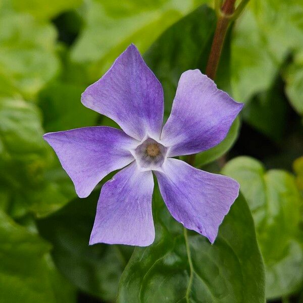 Vinca major Blomst