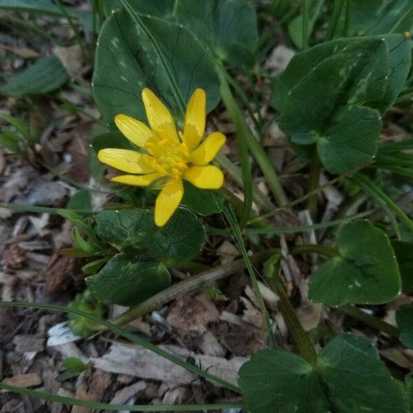 Ficaria verna Blomst