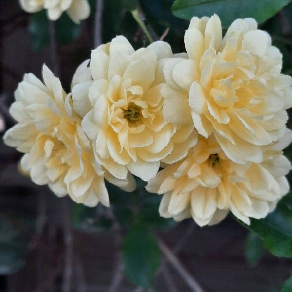 Rosa banksiae Flower