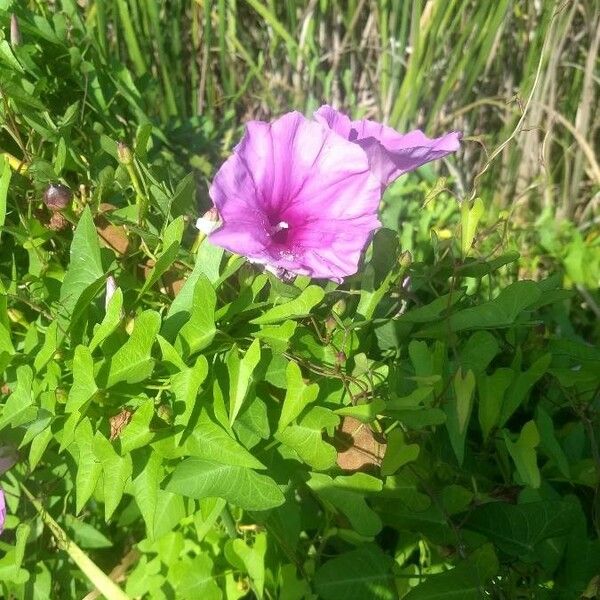 Ipomoea sagittata Žiedas