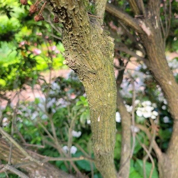 Kalmia latifolia Bark