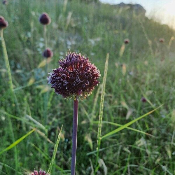 Allium atroviolaceum Flower