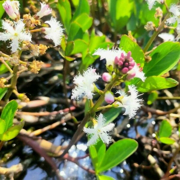 Menyanthes trifoliata Blomma