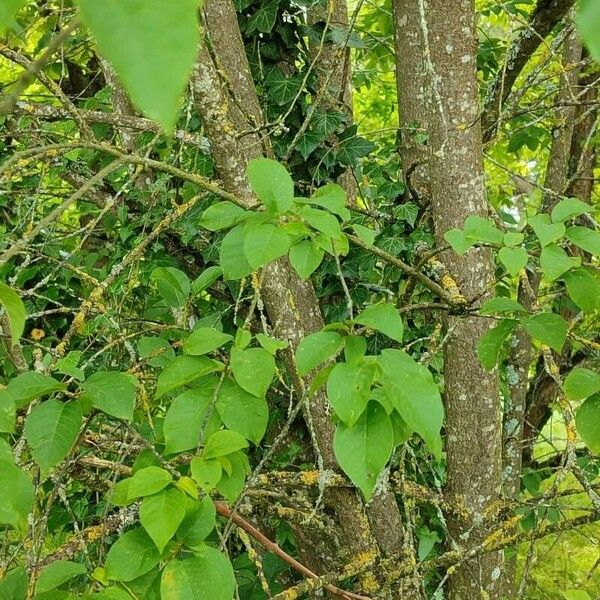 Prunus virginiana Corteccia