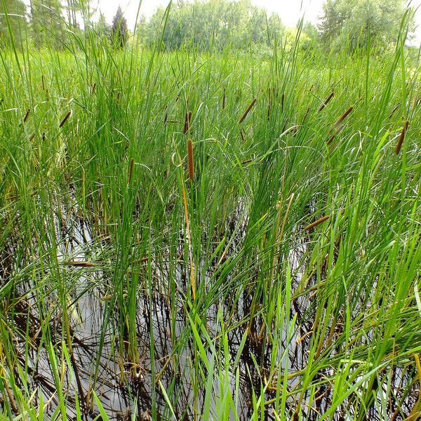 Typha angustifolia Habitus