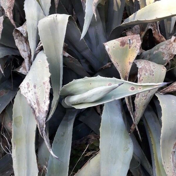 Agave americana Агульны выгляд