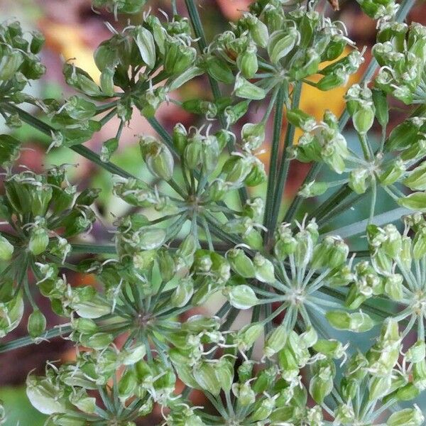 Angelica sylvestris ഫലം