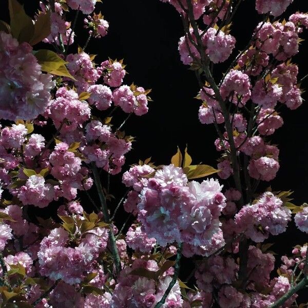 Prunus serrulata Flower