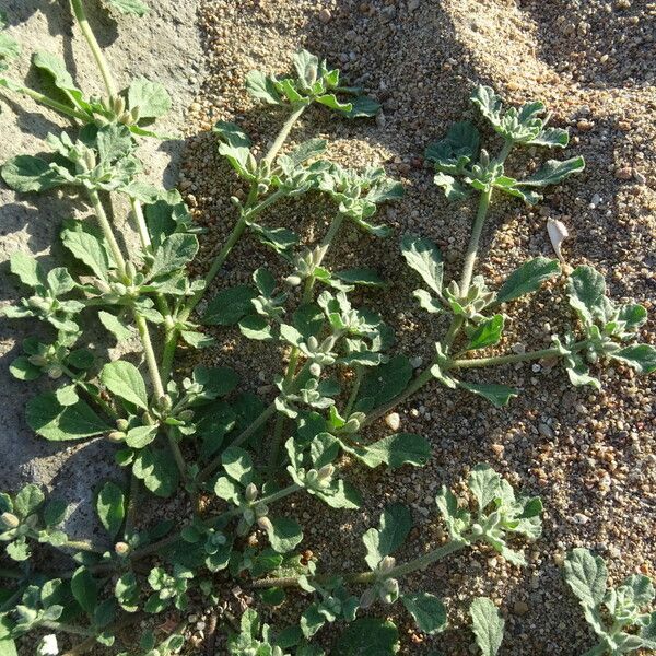 Glinus lotoides Leaf