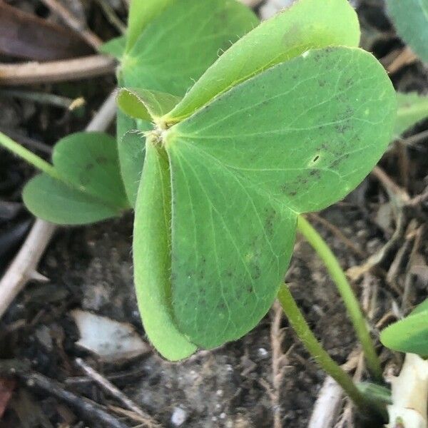 Oxalis latifolia Blad