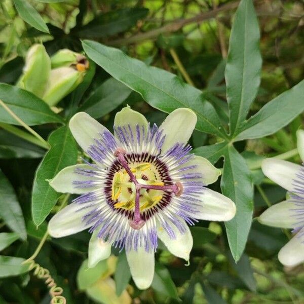 Passiflora caerulea 花