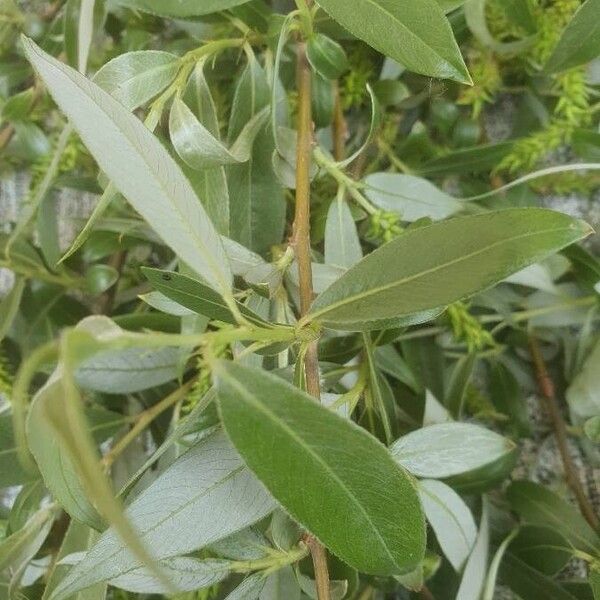 Salix fragilis पत्ता