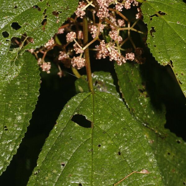 Urera simplex Flower