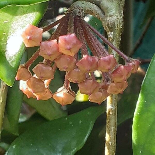 Hoya carnosa Květ