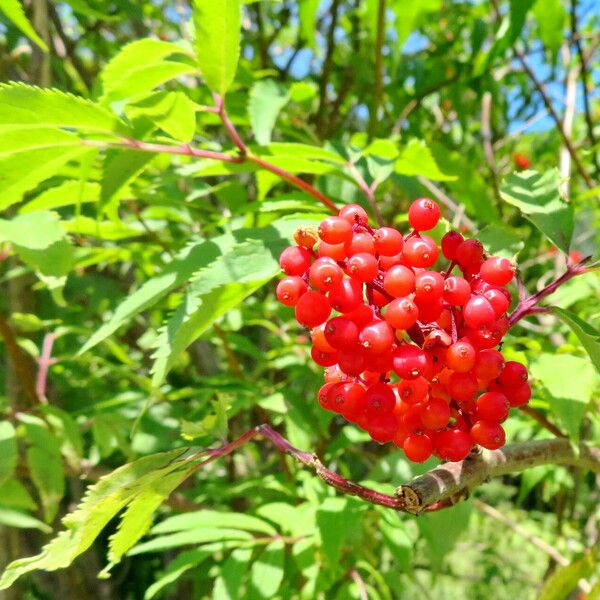 Sambucus racemosa Gyümölcs