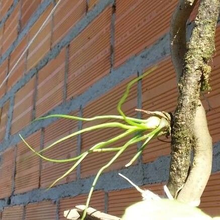 Tillandsia bulbosa 葉