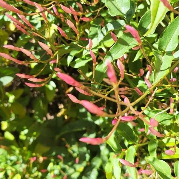 Jasminum polyanthum फूल