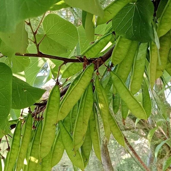 Cercis siliquastrum Owoc