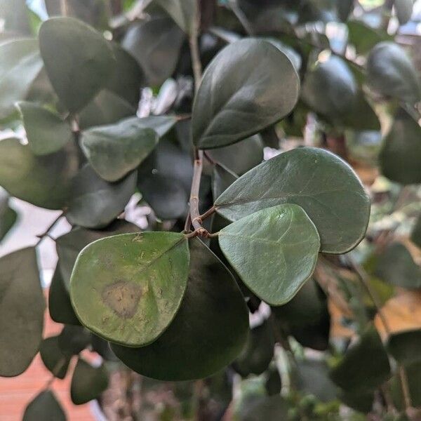 Ficus natalensis 叶