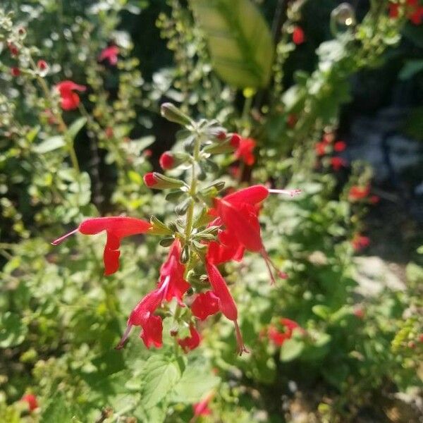 Salvia coccinea Flower