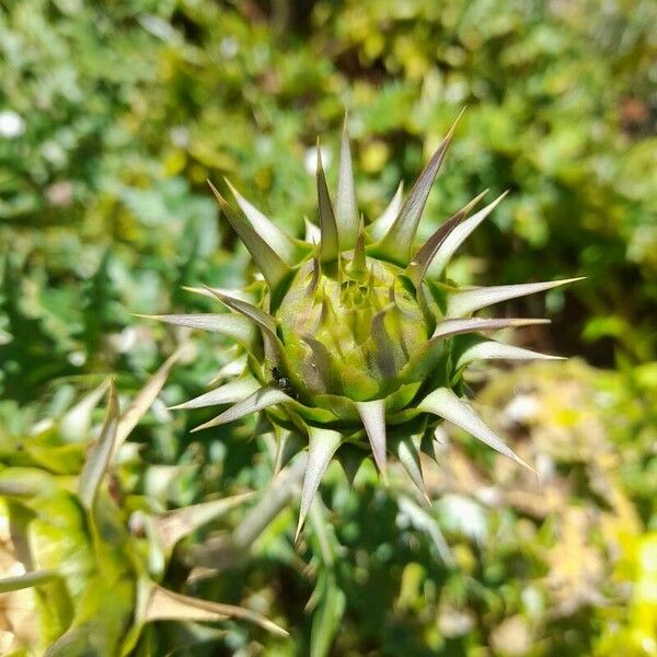 Cynara cornigera Blomst