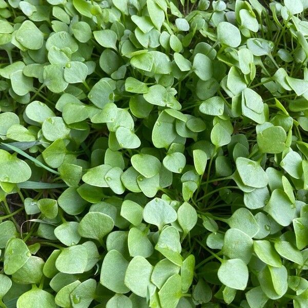 Claytonia perfoliata Лист